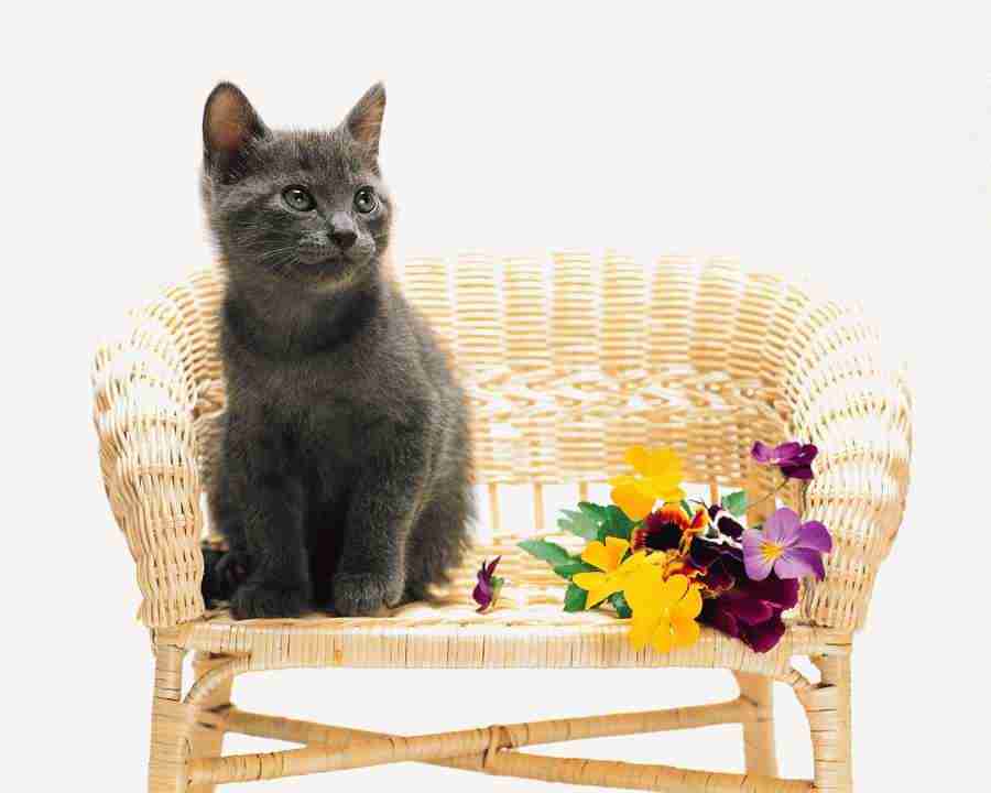 Pretty Animals - Mixa Image Library ></a>
<script language=JavaScript> 
  var txt = 