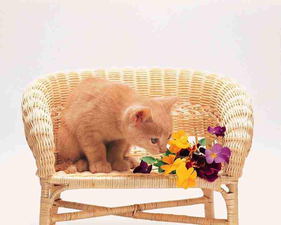 Pretty Animals - Mixa Image Library ></a>
<script language=JavaScript> 
  var txt = 