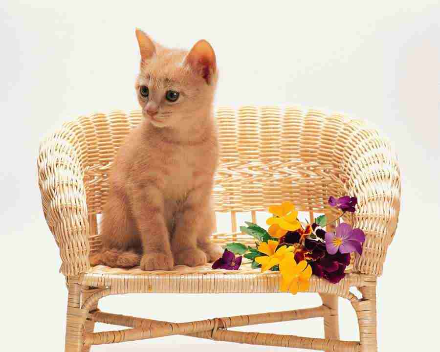 Pretty Animals - Mixa Image Library ></a>
<script language=JavaScript> 
  var txt = 