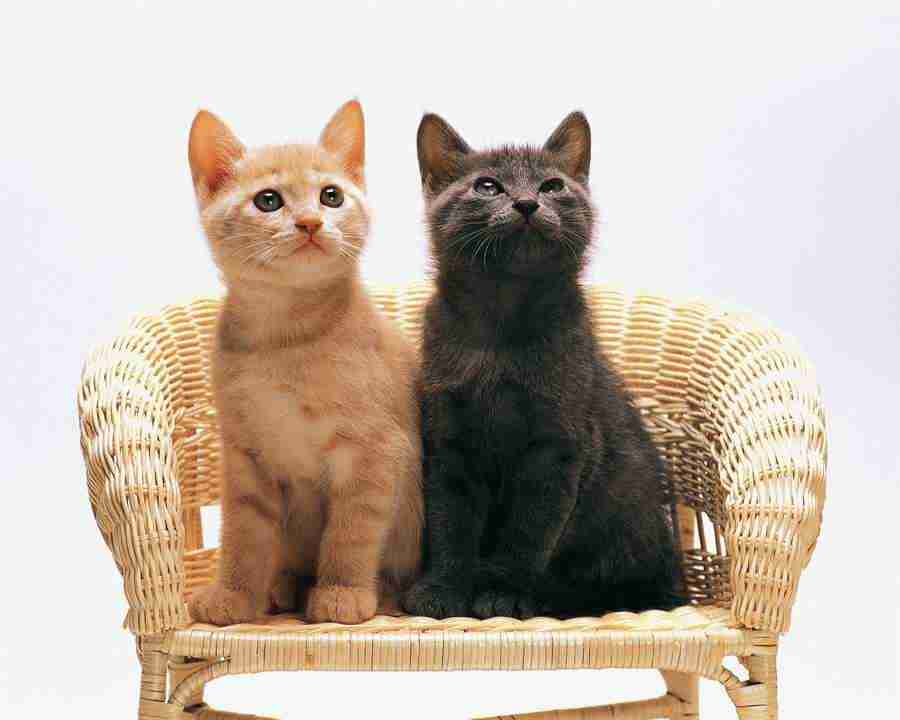 Pretty Animals - Mixa Image Library ></a>
<script language=JavaScript> 
  var txt = 