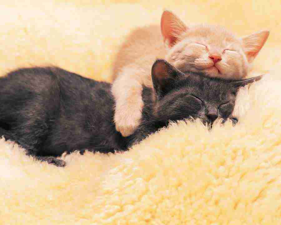 Pretty Animals - Mixa Image Library ></a>
<script language=JavaScript> 
  var txt = 