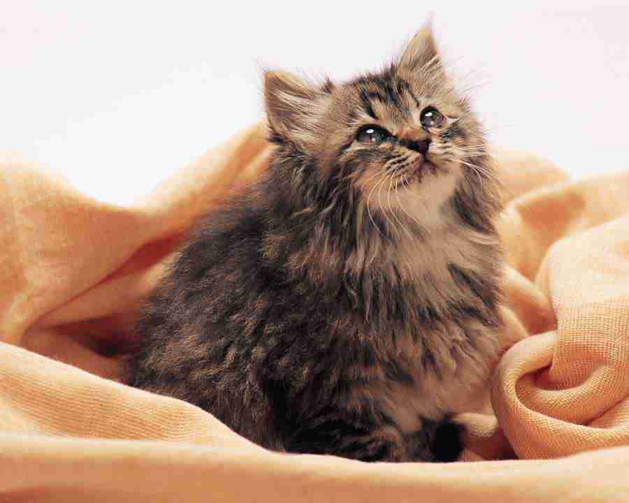 Pretty Animals - Mixa Image Library ></a>
<script language=JavaScript> 
  var txt = 