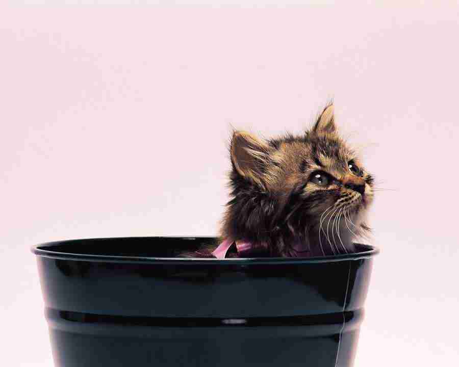 Pretty Animals - Mixa Image Library ></a>
<script language=JavaScript> 
  var txt = 