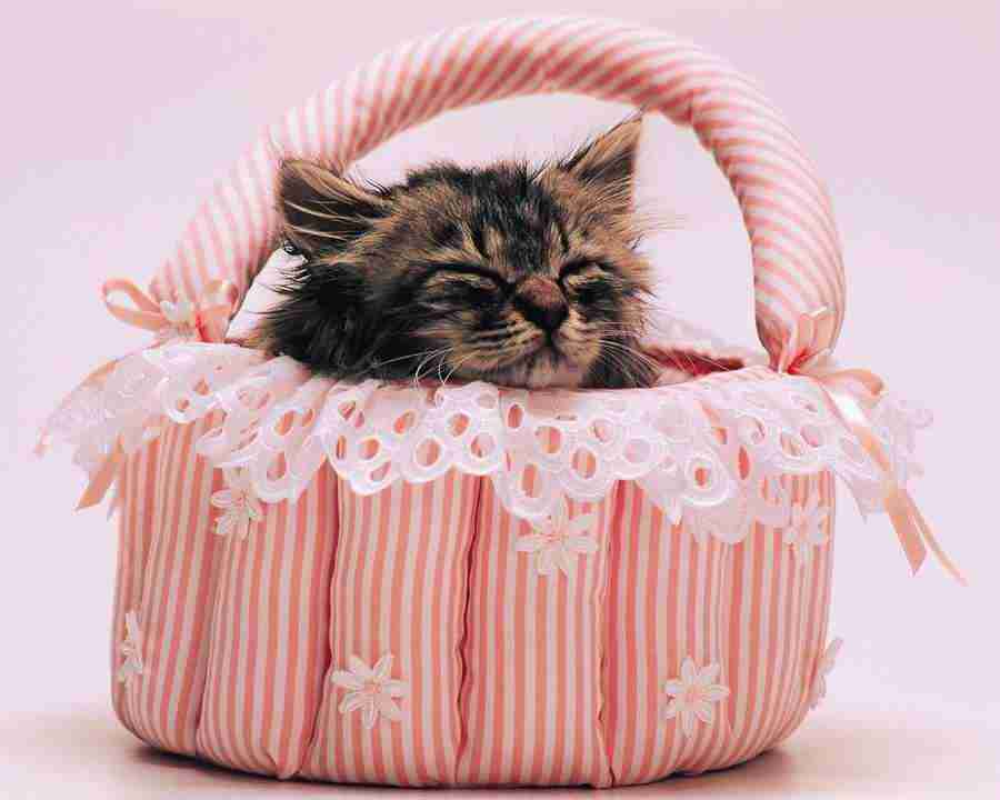 Pretty Animals - Mixa Image Library ></a>
<script language=JavaScript> 
  var txt = 