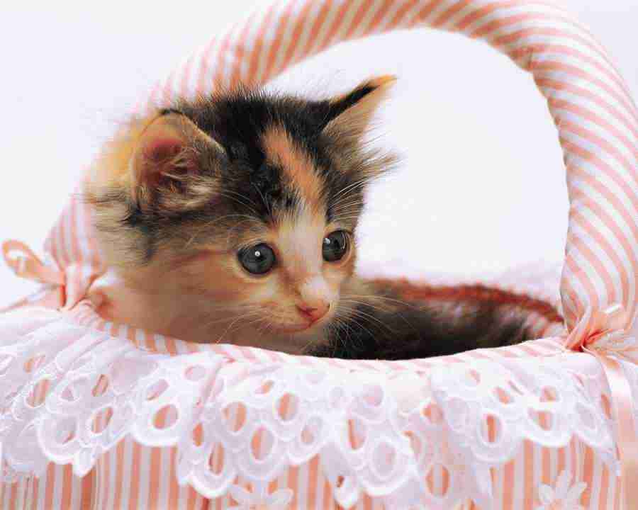 Pretty Animals - Mixa Image Library ></a>
<script language=JavaScript> 
  var txt = 