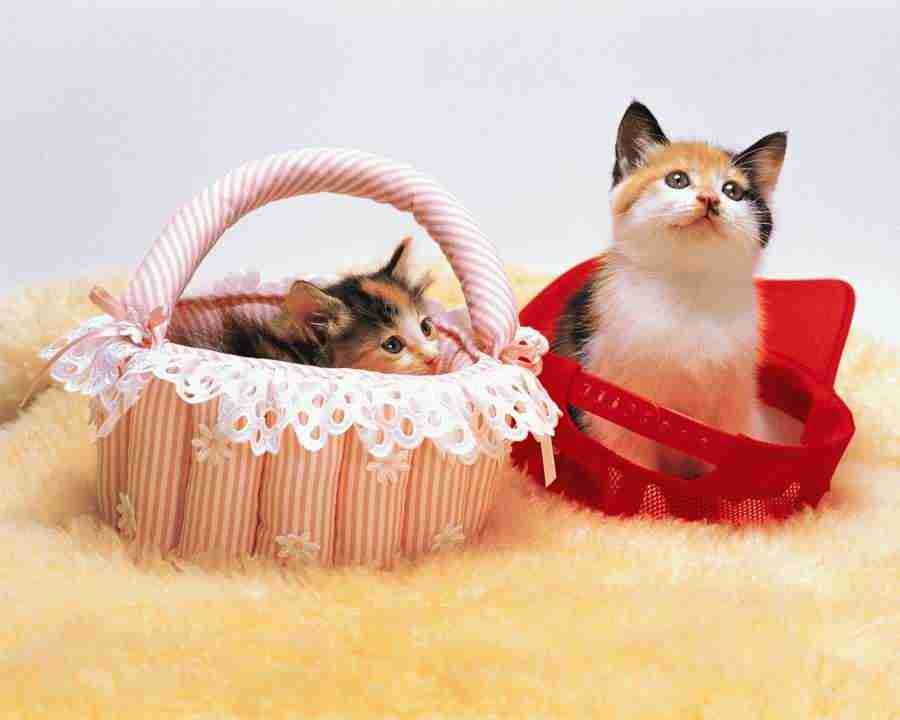 Pretty Animals - Mixa Image Library ></a>
<script language=JavaScript> 
  var txt = 