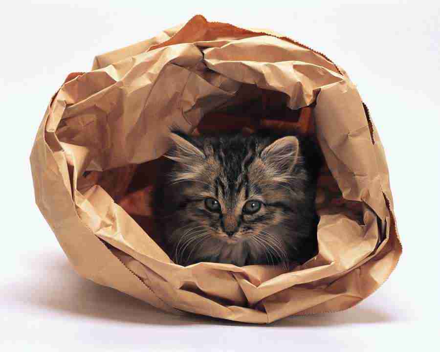 Pretty Animals - Mixa Image Library ></a>
<script language=JavaScript> 
  var txt = 