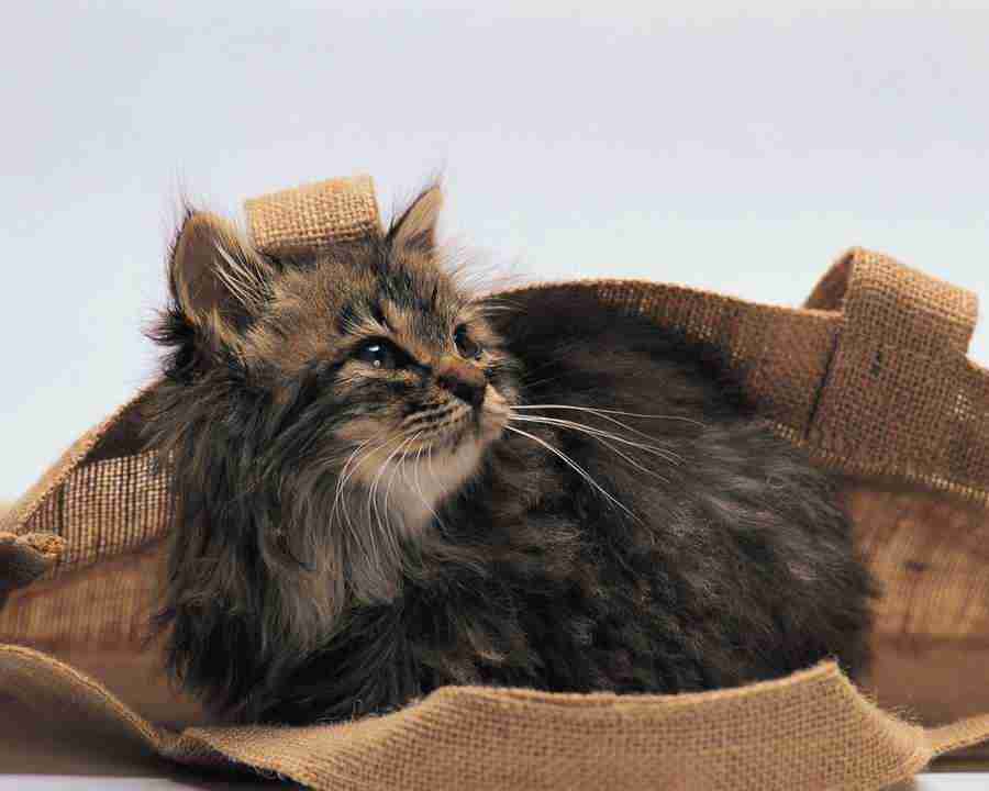 Pretty Animals - Mixa Image Library ></a>
<script language=JavaScript> 
  var txt = 