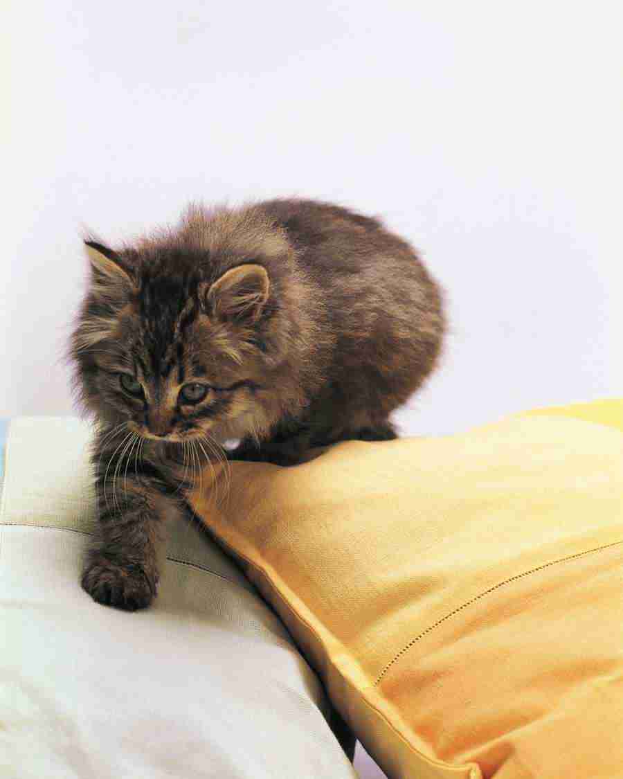 Pretty Animals - Mixa Image Library ></a>
<script language=JavaScript> 
  var txt = 