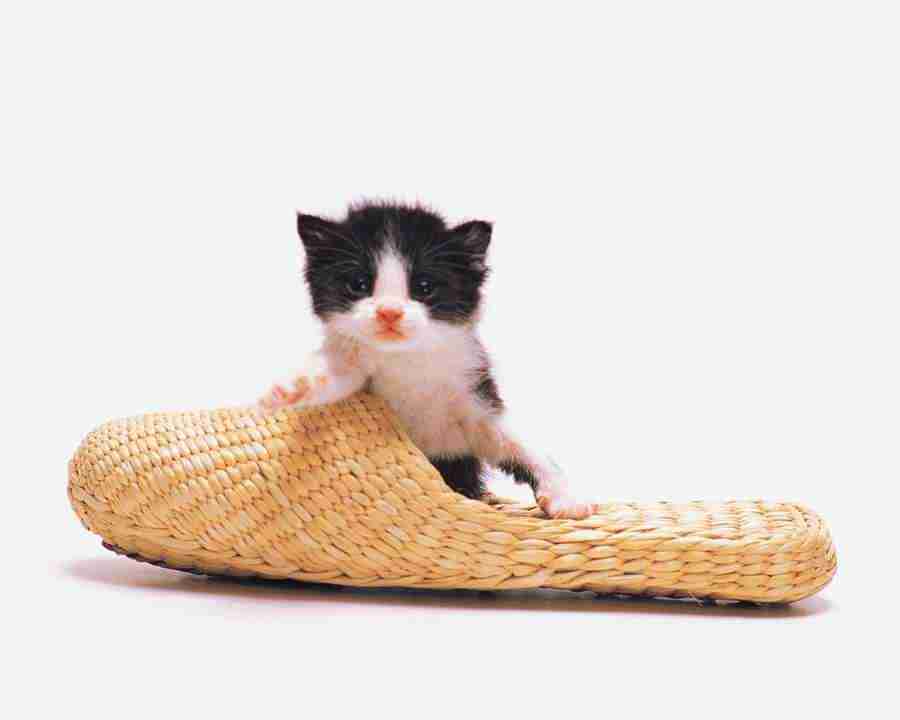 Pretty Animals - Mixa Image Library ></a>
<script language=JavaScript> 
  var txt = 