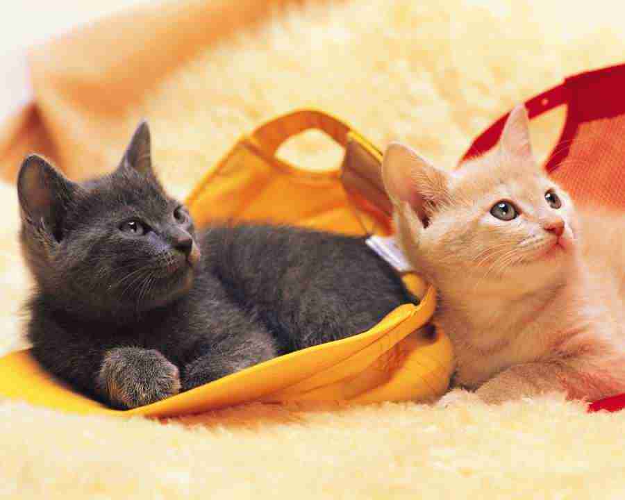 Pretty Animals - Mixa Image Library ></a>
<script language=JavaScript> 
  var txt = 