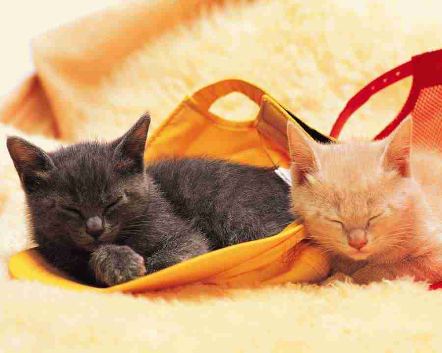 Pretty Animals - Mixa Image Library ></a>
<script language=JavaScript> 
  var txt = 