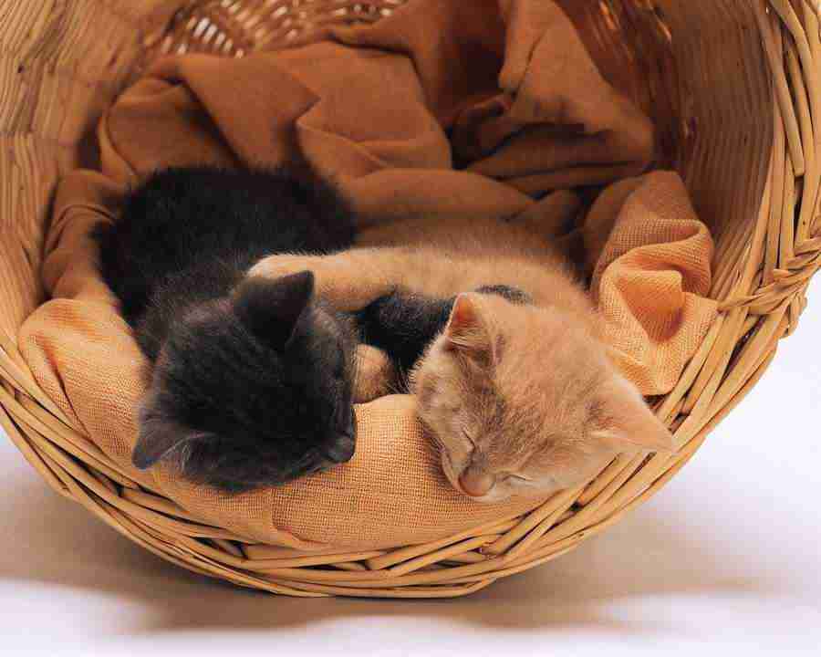 Pretty Animals - Mixa Image Library ></a>
<script language=JavaScript> 
  var txt = 