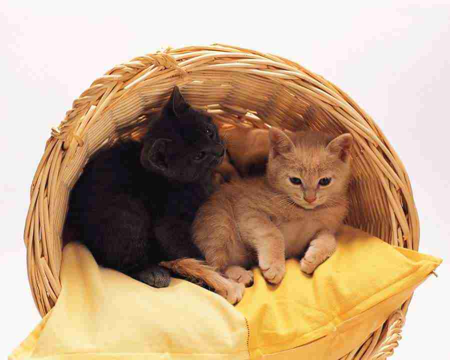 Pretty Animals - Mixa Image Library ></a>
<script language=JavaScript> 
  var txt = 