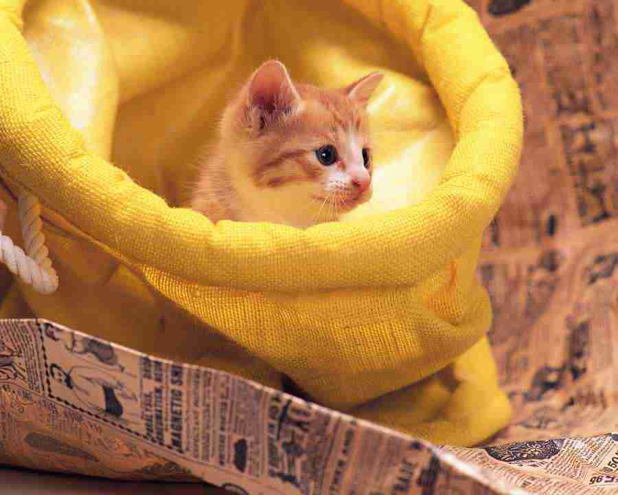 Pretty Animals - Mixa Image Library ></a>
<script language=JavaScript> 
  var txt = 