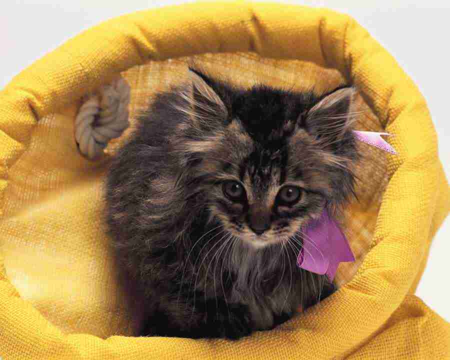 Pretty Animals - Mixa Image Library ></a>
<script language=JavaScript> 
  var txt = 