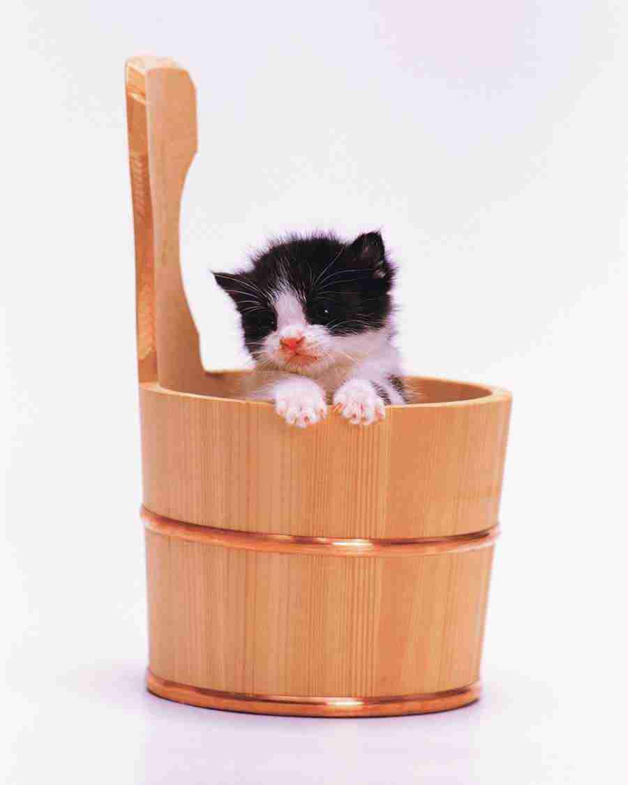 Pretty Animals - Mixa Image Library ></a>
<script language=JavaScript> 
  var txt = 