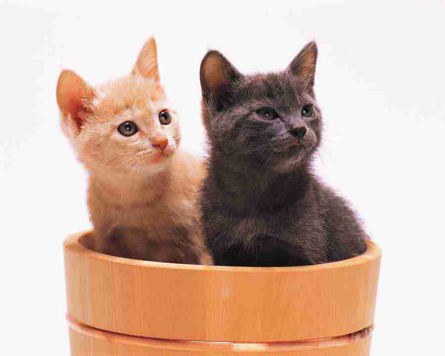 Pretty Animals - Mixa Image Library ></a>
<script language=JavaScript> 
  var txt = 