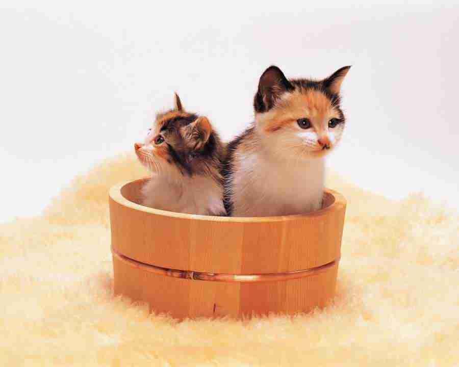 Pretty Animals - Mixa Image Library ></a>
<script language=JavaScript> 
  var txt = 