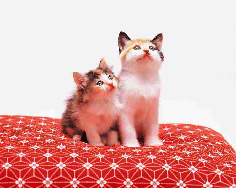 Pretty Animals - Mixa Image Library ></a>
<script language=JavaScript> 
  var txt = 