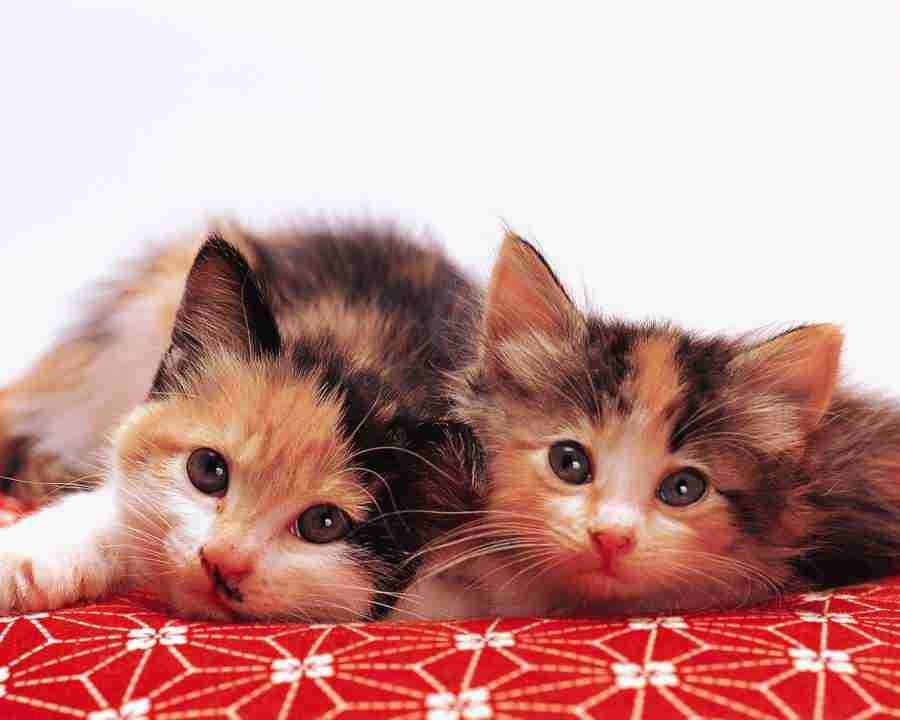 Pretty Animals - Mixa Image Library ></a>
<script language=JavaScript> 
  var txt = 