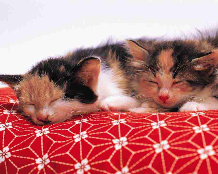 Pretty Animals - Mixa Image Library ></a>
<script language=JavaScript> 
  var txt = 