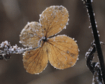 Mixa Image Library: Seasonal Gems 