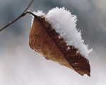 Mixa Image Library: Seasonal Gems 