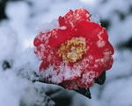 Mixa Image Library: Seasonal Gems 