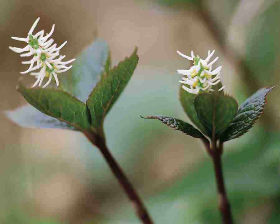 Seasonal Gems - Mixa Image Library ></a>
<script language=JavaScript> 
  var txt = 