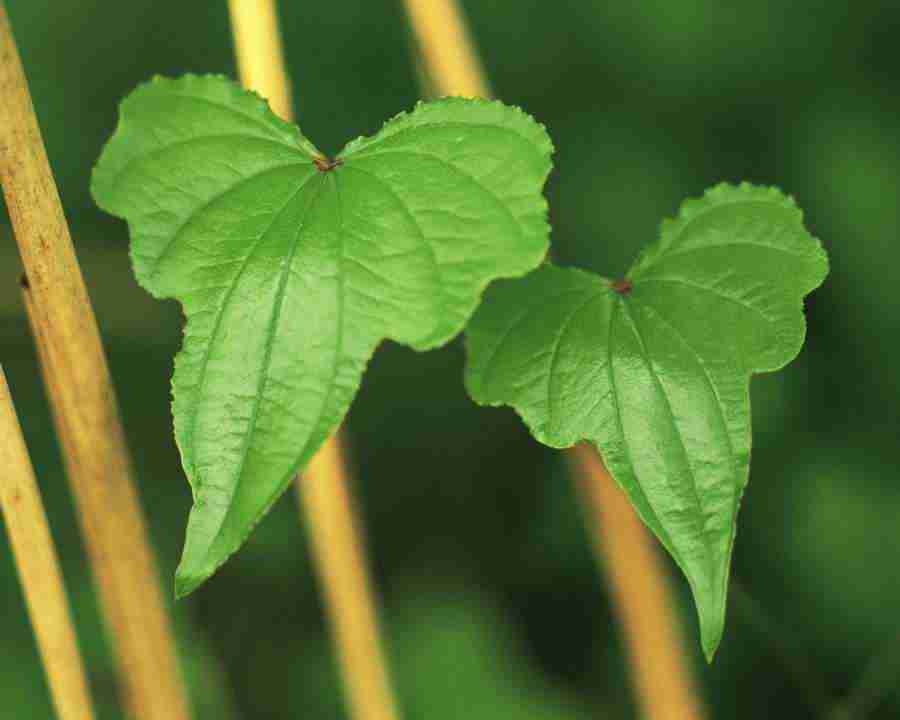 Seasonal Gems - Mixa Image Library ></a>
<script language=JavaScript> 
  var txt = 