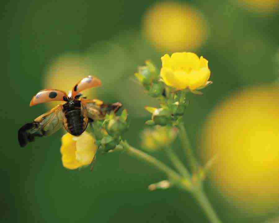 Seasonal Gems - Mixa Image Library ></a>
<script language=JavaScript> 
  var txt = 