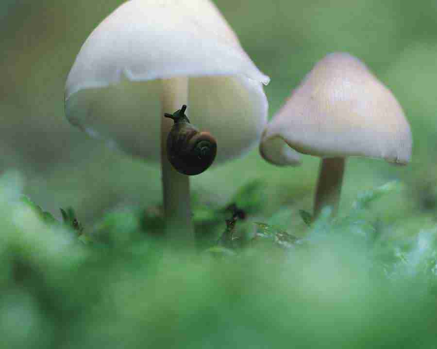 Seasonal Gems - Mixa Image Library ></a>
<script language=JavaScript> 
  var txt = 