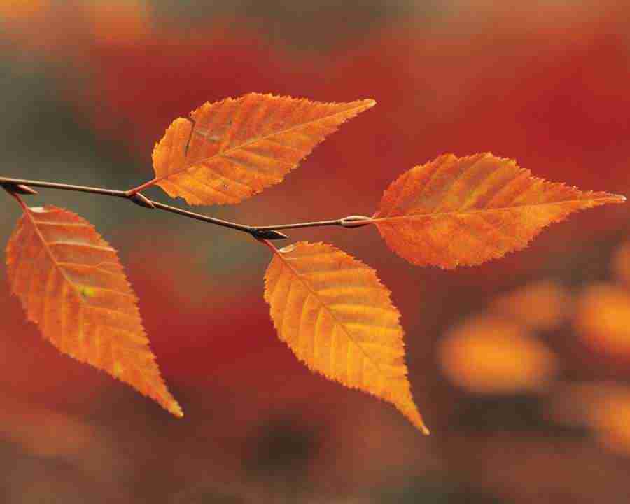 Seasonal Gems - Mixa Image Library ></a>
<script language=JavaScript> 
  var txt = 