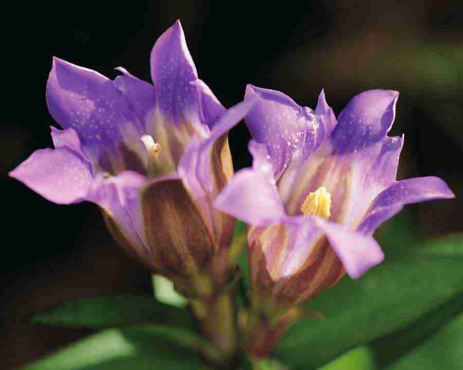 Seasonal Gems - Mixa Image Library ></a>
<script language=JavaScript> 
  var txt = 