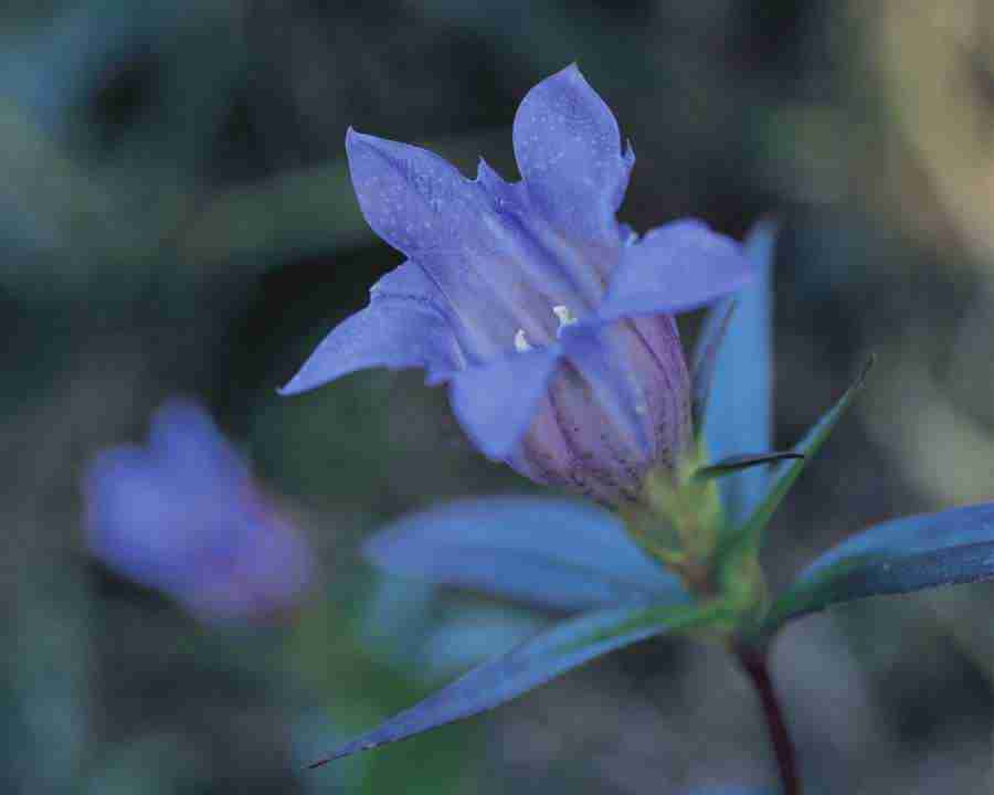 Seasonal Gems - Mixa Image Library ></a>
<script language=JavaScript> 
  var txt = 