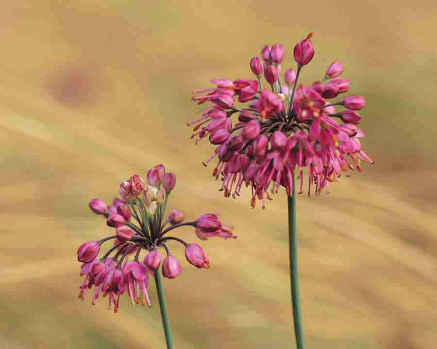 Seasonal Gems - Mixa Image Library ></a>
<script language=JavaScript> 
  var txt = 