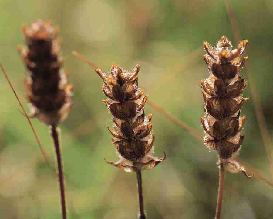 Seasonal Gems - Mixa Image Library ></a>
<script language=JavaScript> 
  var txt = 