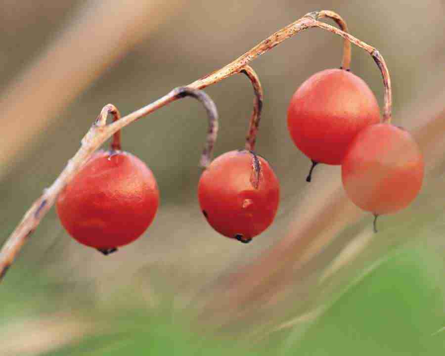 Seasonal Gems - Mixa Image Library ></a>
<script language=JavaScript> 
  var txt = 