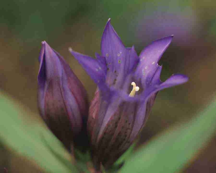 Seasonal Gems - Mixa Image Library ></a>
<script language=JavaScript> 
  var txt = 