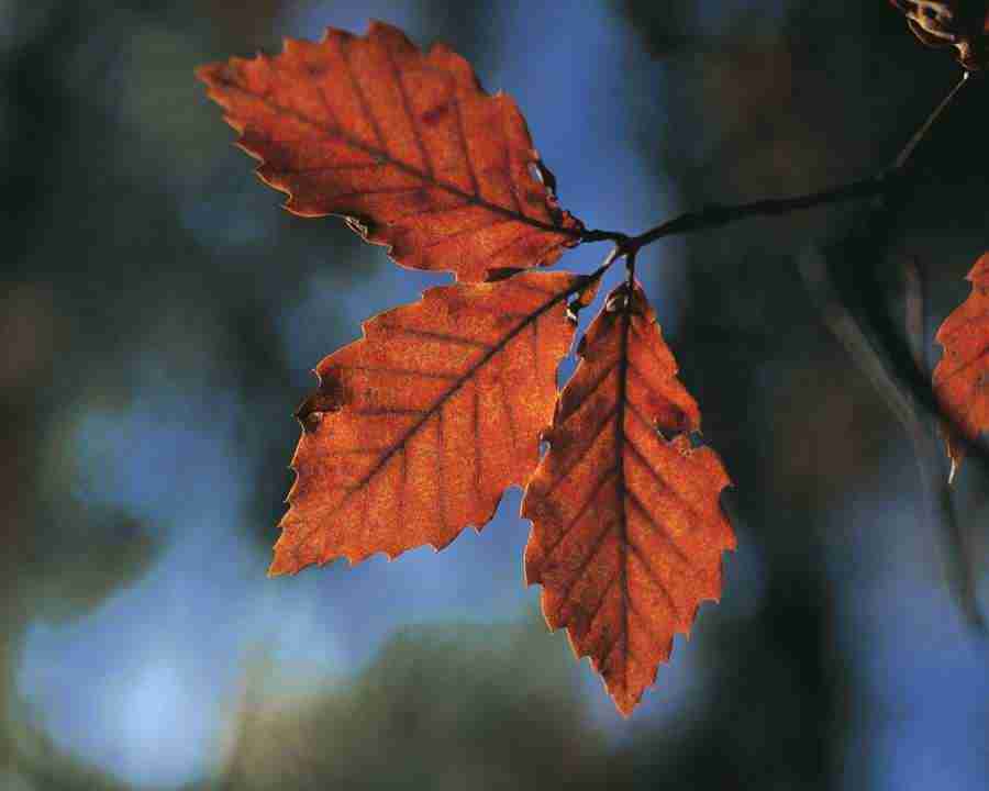 Seasonal Gems - Mixa Image Library ></a>
<script language=JavaScript> 
  var txt = 