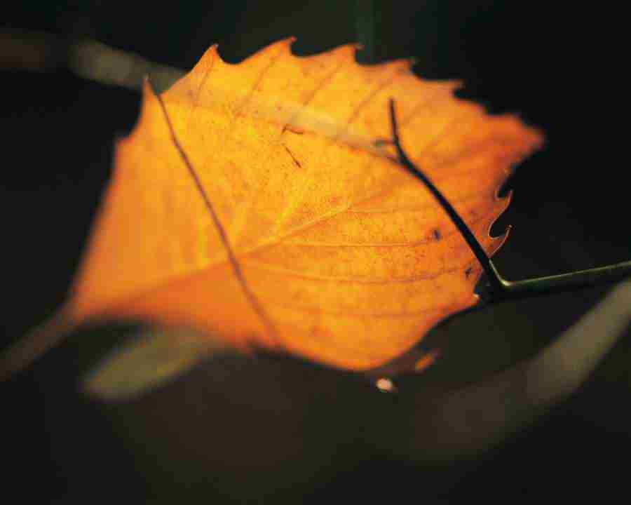 Seasonal Gems - Mixa Image Library ></a>
<script language=JavaScript> 
  var txt = 