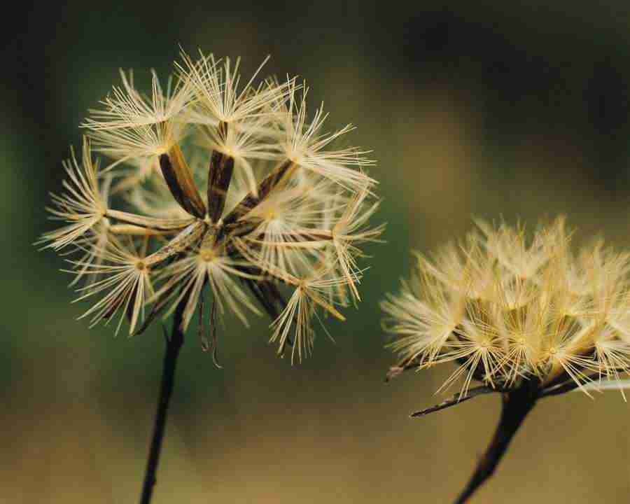 Seasonal Gems - Mixa Image Library ></a>
<script language=JavaScript> 
  var txt = 