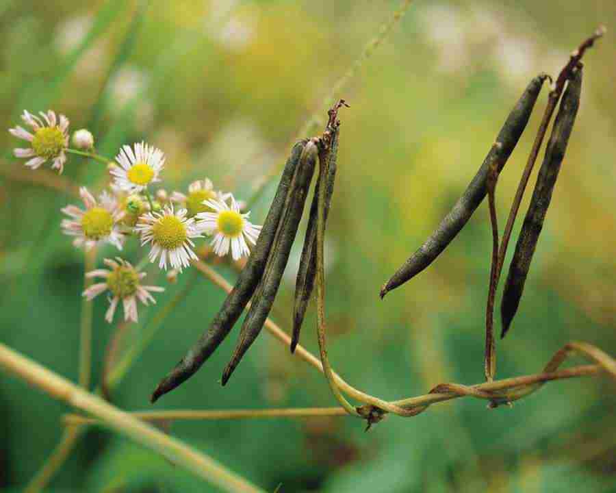 Seasonal Gems - Mixa Image Library ></a>
<script language=JavaScript> 
  var txt = 