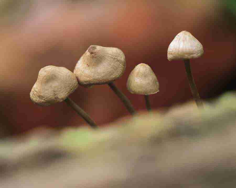 Seasonal Gems - Mixa Image Library ></a>
<script language=JavaScript> 
  var txt = 