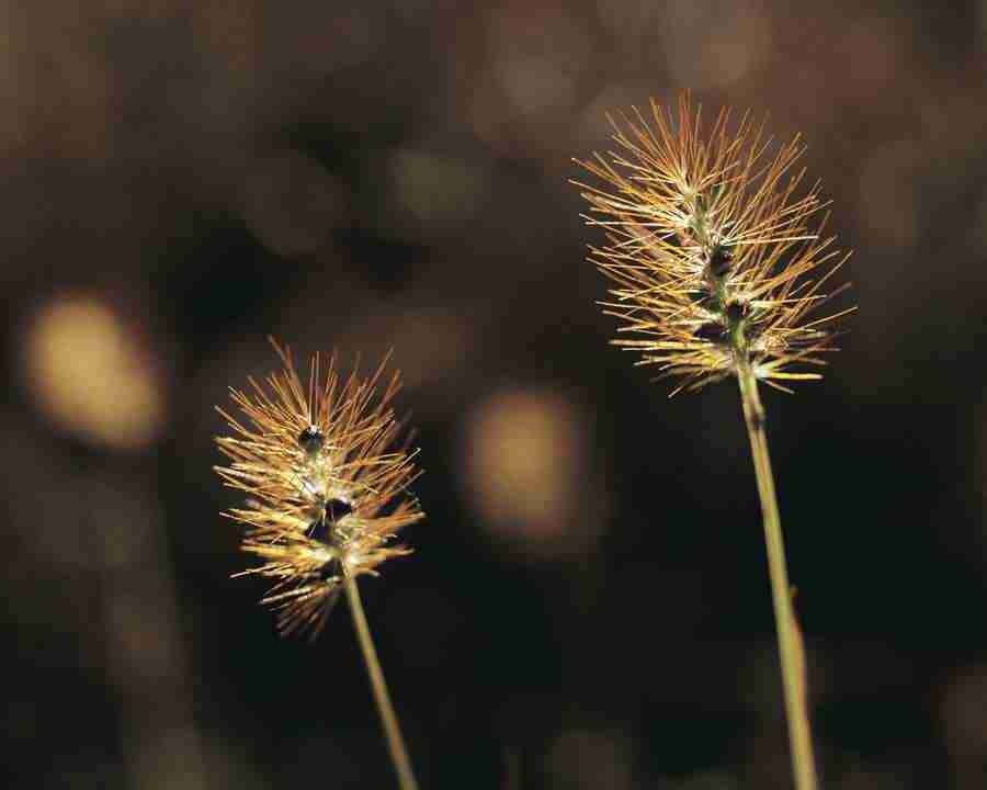 Seasonal Gems - Mixa Image Library ></a>
<script language=JavaScript> 
  var txt = 