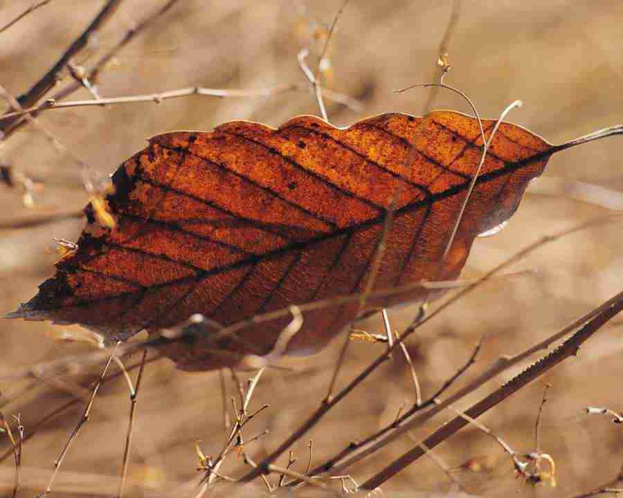 Seasonal Gems - Mixa Image Library ></a>
<script language=JavaScript> 
  var txt = 