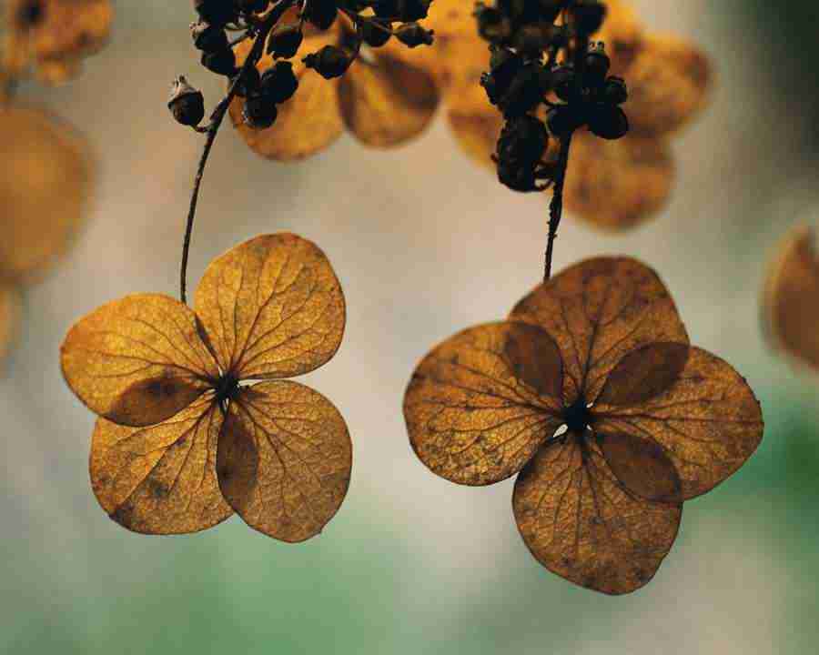 Seasonal Gems - Mixa Image Library ></a>
<script language=JavaScript> 
  var txt = 