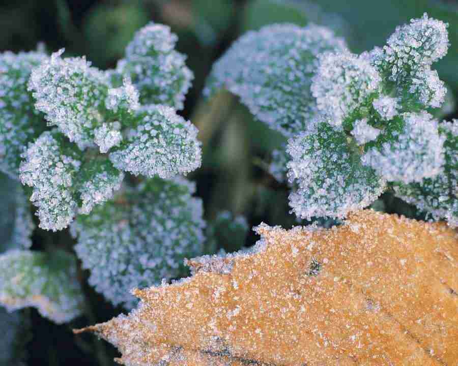 Seasonal Gems - Mixa Image Library ></a>
<script language=JavaScript> 
  var txt = 