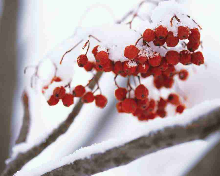 Seasonal Gems - Mixa Image Library ></a>
<script language=JavaScript> 
  var txt = 